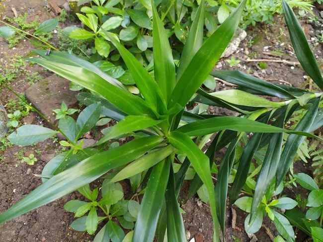Manfaat Daun Suji untuk Kesehatan