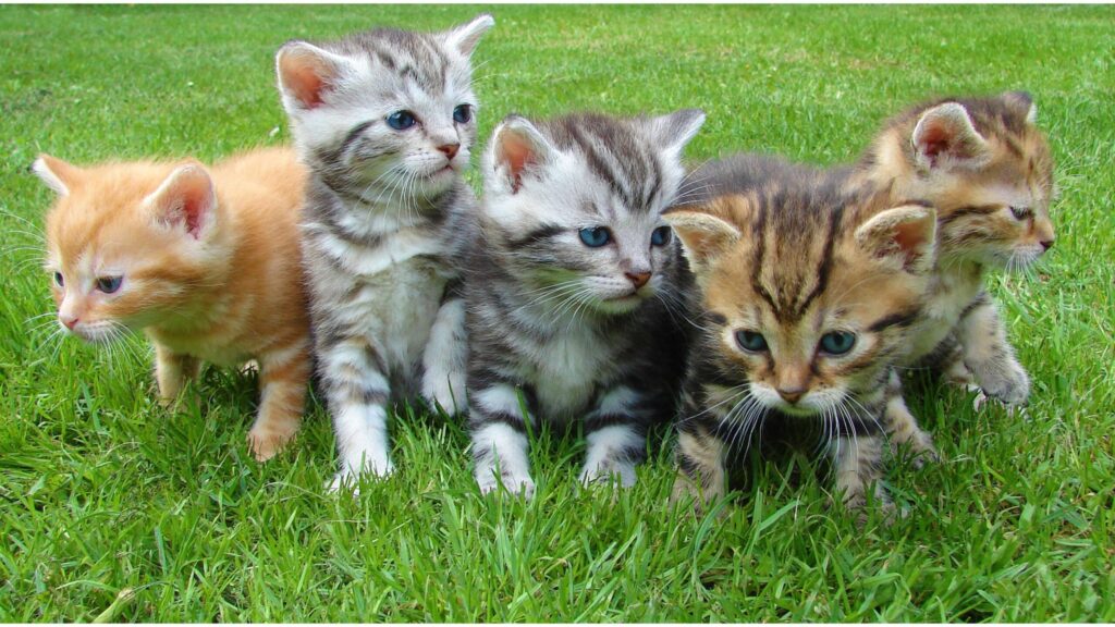 Inilah Manfaat Positif Bagi Pemelihara Kucing di Rumah