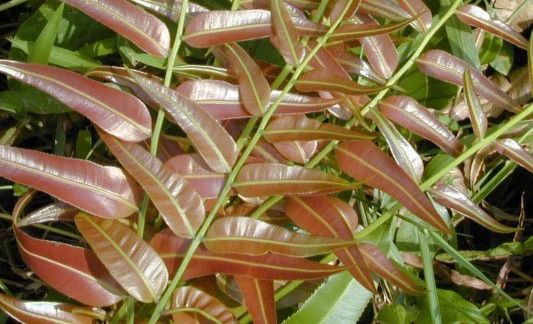 Mengenal Manfaat Daun Kelakai untuk Kesehatan Tubuh