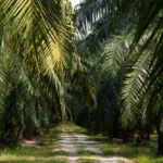 Akademisi Dukung Peningkatan Produksi Sawit Melalui Pembukaan Lahan