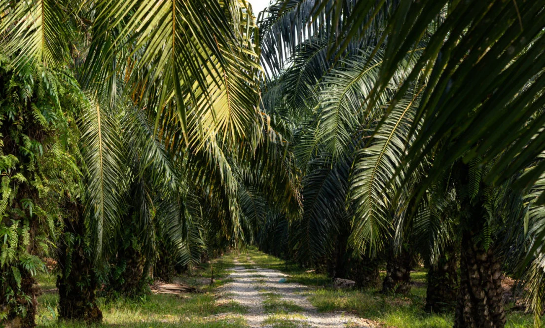 Akademisi Dukung Peningkatan Produksi Sawit Melalui Pembukaan Lahan