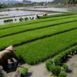 Program Cetak Sawah Bantu Langkah Optimalisasi Lahan untuk Tingkatkan Produksi Pangan