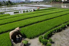 Program Cetak Sawah Bantu Langkah Optimalisasi Lahan untuk Tingkatkan Produksi Pangan