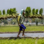 Pemerintah Prabowo – Gibran Komitmen Wujudkan Swasembada dengan Produksi Lokal