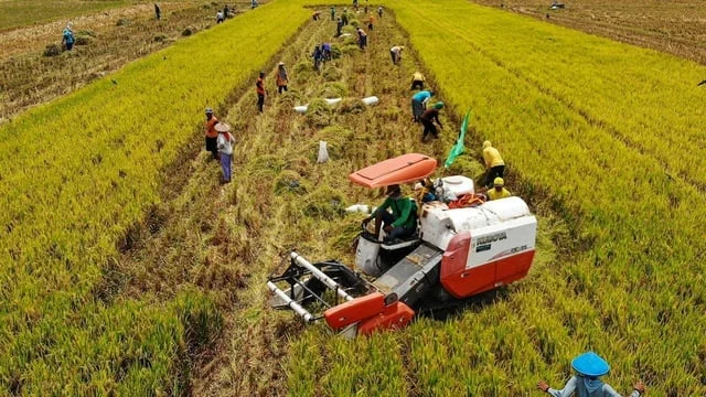 Komitmen Pemerintah Wujudkan Swasembada Pangan Tuai Pujian