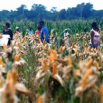 Food Estate di Papua Telah Melalui Kajian Holistik