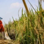 Jelang Idul Fitri, Pemerintah Perkuat Ketahanan Pangan dengan Investasi Strategis