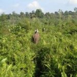 Apresiasi Langkah Pemerintah Selamatkan Taman Nasional Tesso Nilo dari Aksi Tindakan Ilegal