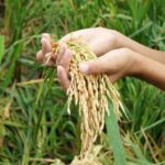 Dorong Swasembada Pangan, Presiden Prabowo Apresiasi Petani RI