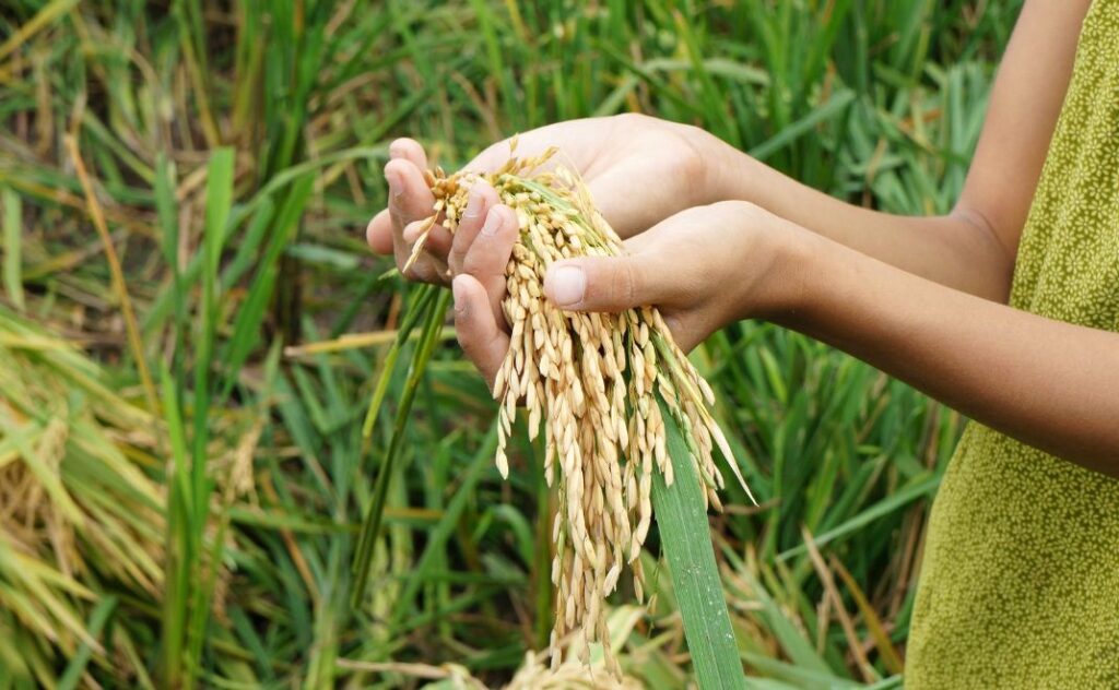 Dorong Swasembada Pangan, Presiden Prabowo Apresiasi Petani RI