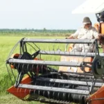 Pemerintah Terus Lakukan Percepatan Swasembada Pangan Papua