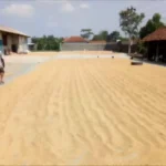 Apresiasi Komitmen Pemerintah Serap Gabah Hasil Panen di Berbagai Wilayah
