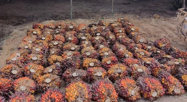 Pemerintah Terapkan Replanting Lahan dalam Program Swasembada Pangan