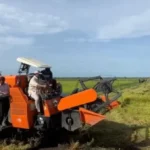 Program Swasembada Pangan Optimalisasi Penggunaan Lahan di Papua