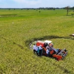 Pemerintah Tingkatkan Serapan Gabah Dari Petani
