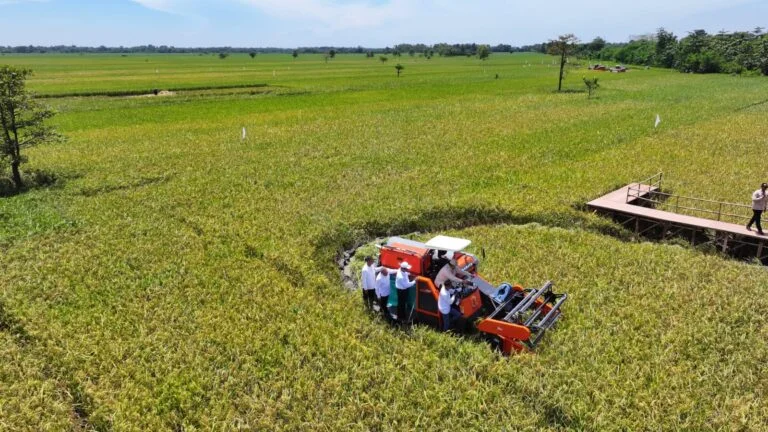 Pemerintah Tingkatkan Serapan Gabah Dari Petani