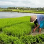 Serapan Gabah Meningkat, Jalan Menuju Swasembada Pangan Nasional