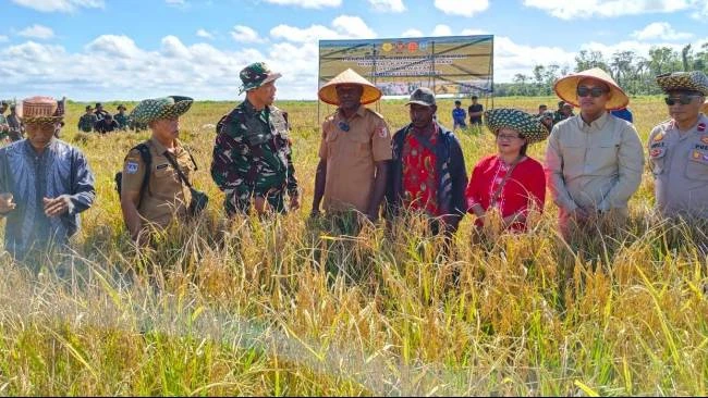 Panen Perdana Lumbung Pangan Papua Selatan, Tonggak Baru Dukung Ketahanan Pangan Nasional