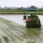 Stok Beras Melonjak, Swasembada Pangan Jadi Kenyataan di Era Presiden Prabowo