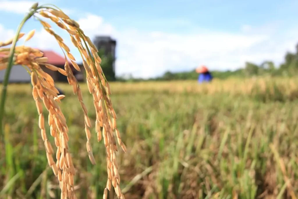 Swasembada Pangan Bukti Konkret Pemerintah Wujudkan Kemandirian Bangsa
