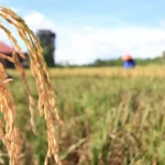 Apresiasi Upaya Pemerintah Libatkan Berbagai Stakeholder Wujudkan Swasembada Pangan