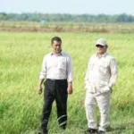 Pemerintah Fokuskan Swasembada Pangan Lewat Optimalisasi Lahan Nasional