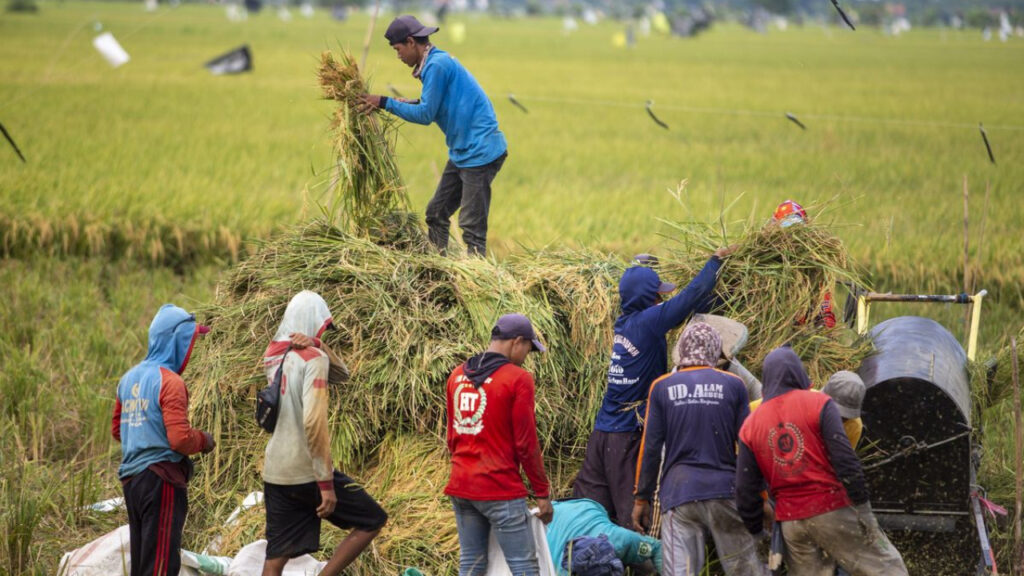 Indonesia Hentikan Impor Beras: Langkah Nyata Menuju Swasembada Pangan