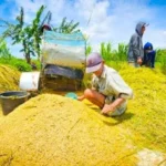 Kesejahteraan Petani Jadi Fondasi Ketahanan dan Kedaulatan Pangan Nasional