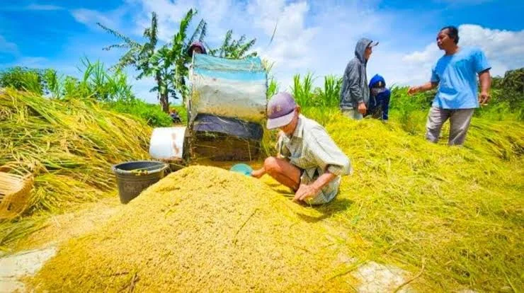 Kesejahteraan Petani Jadi Fondasi Ketahanan dan Kedaulatan Pangan Nasional