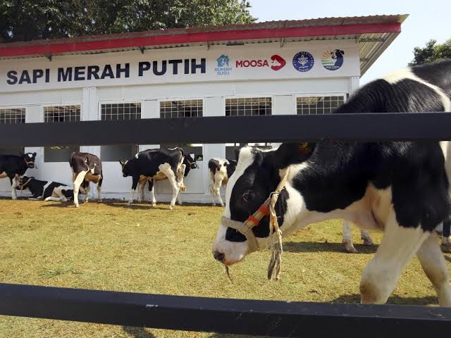 Program Sapi Merah Putih Jadi Penopang Swasembada Pangan dan Serap Tenaga Kerja