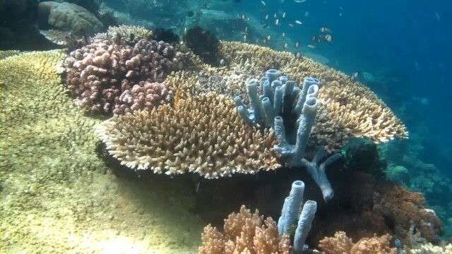 Ilmuwan Ingatkan Keasaman Laut Masuki Zona Merah
