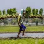 Ketersediaan Pupuk Elemen Penting Keberhasilan Swasembada Pangan Nasional