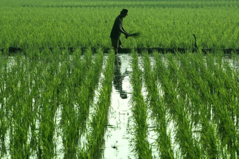 Indef: Indonesia Perkuat Ketahanan Nasional Lewat Swasembada Pangan dan Energi