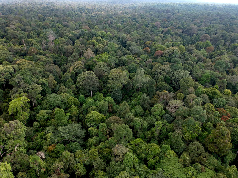 Pemerintah Komitmen Lindungi Kawasan Hutan Nasional