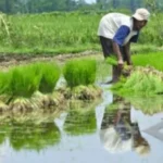 Pemerintah Dorong Transformasi Lahan Tidur Jadi Sentra Swasembada Pangan