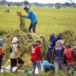 Pemerintah Percepat Swasembada Pangan dan Energi sebagai Pilar Ketahanan Nasional