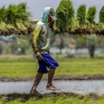 Pemerintah Pacu Swasembada Pangan Demi Kedaulatan Bangsa