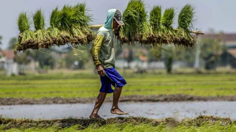 Pemerintah Pacu Swasembada Pangan Demi Kedaulatan Bangsa