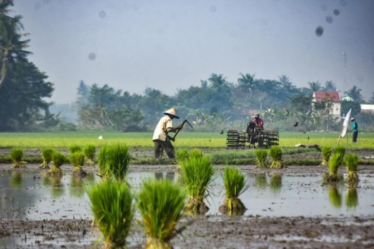 Pemerintah Dorong Swasembada Pangan Melalui Penguatan Brigade Pangan