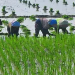 Danantara Dorong Kontribusi Program Swasembada Pangan