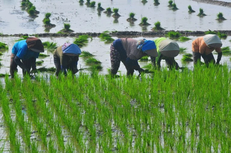 Danantara Dorong Kontribusi Program Swasembada Pangan