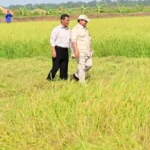 Wujudkan Swasembada Pangan, Pemerintah Jadikan Papua Pilar Ketahanan Nasional