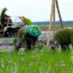 Pemerintah Komitmen Siapkan Infrastruktur Pendukung Program Swasembada Pangan