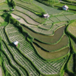 Surplus Produksi Beras Perkuat Kemandirian Pangan Nasional