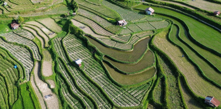 Surplus Produksi Beras Perkuat Kemandirian Pangan Nasional