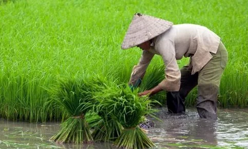 Swasembada Pangan Wujud Nyata Asta Cita Presiden Prabowo