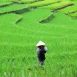 Hilirisasi Pertanian Digenjot Pemerintah untuk Bangun Kemandirian Pangan