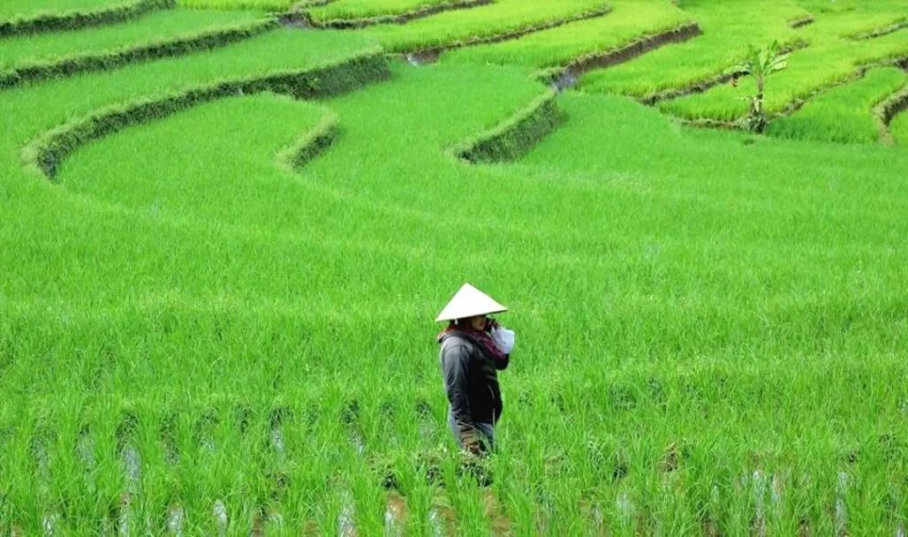 Hilirisasi Pertanian Digenjot Pemerintah untuk Bangun Kemandirian Pangan