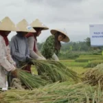 Pemerintah Perkuat Swasembada Pangan Lewat Anggaran Alsintan dan Subsidi Tepat Sasaran