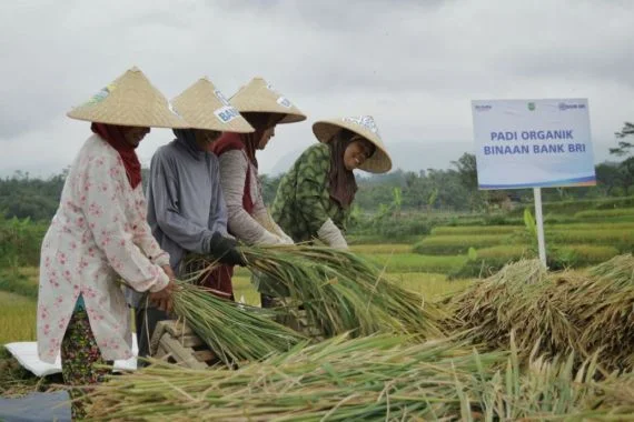 Pemerintah Perkuat Swasembada Pangan Lewat Anggaran Alsintan dan Subsidi Tepat Sasaran